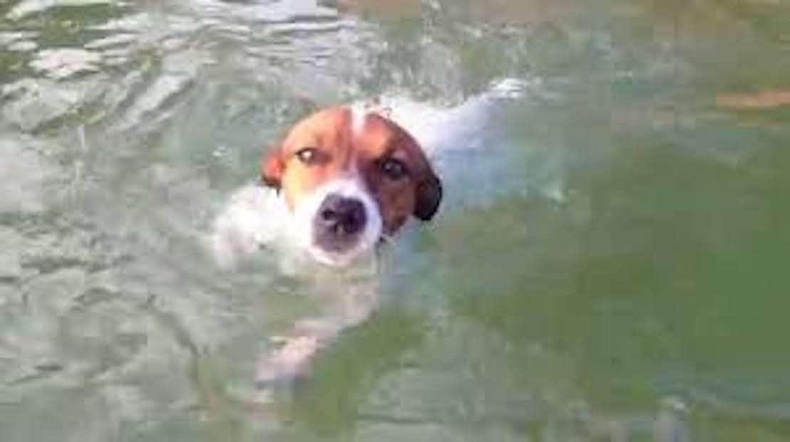 Ben – the dog